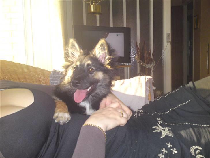 Islandsk fårehund Fenja    billede 19