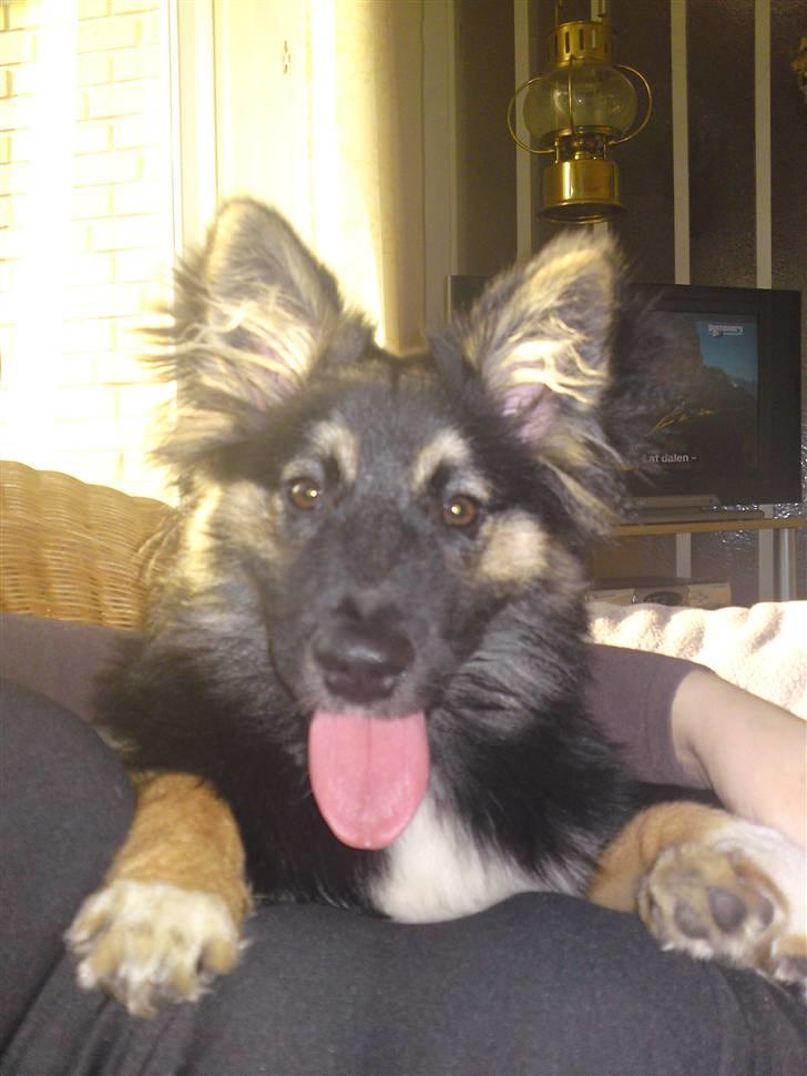 Islandsk fårehund Fenja    billede 20