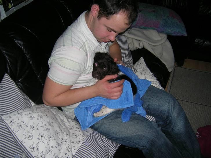 Kleiner münsterländer Riki  billede 1