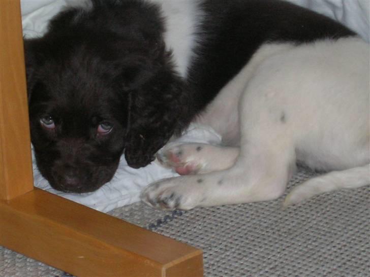 Kleiner münsterländer Riki  billede 2