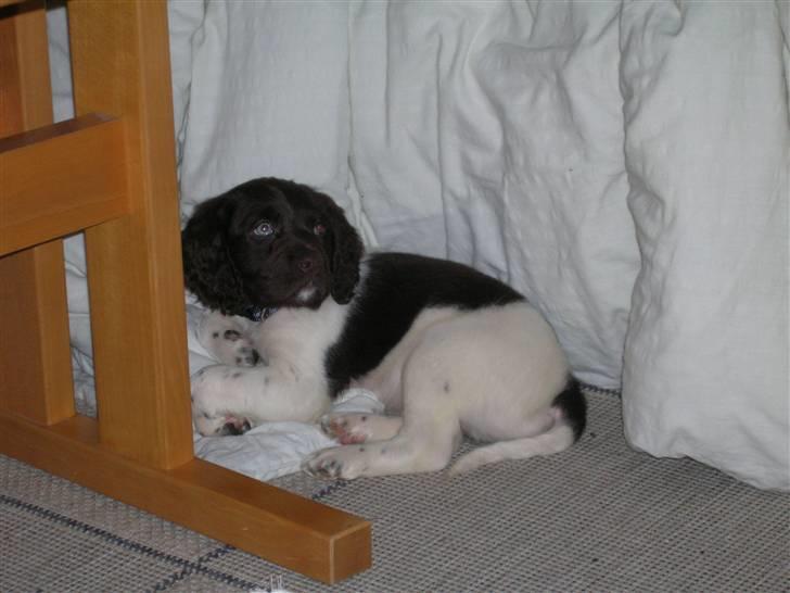 Kleiner münsterländer Riki  billede 3