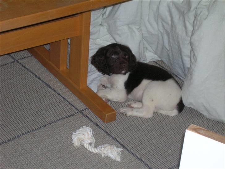 Kleiner münsterländer Riki  billede 4