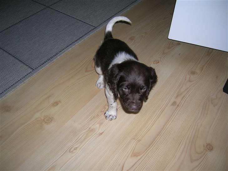 Kleiner münsterländer Riki  billede 5