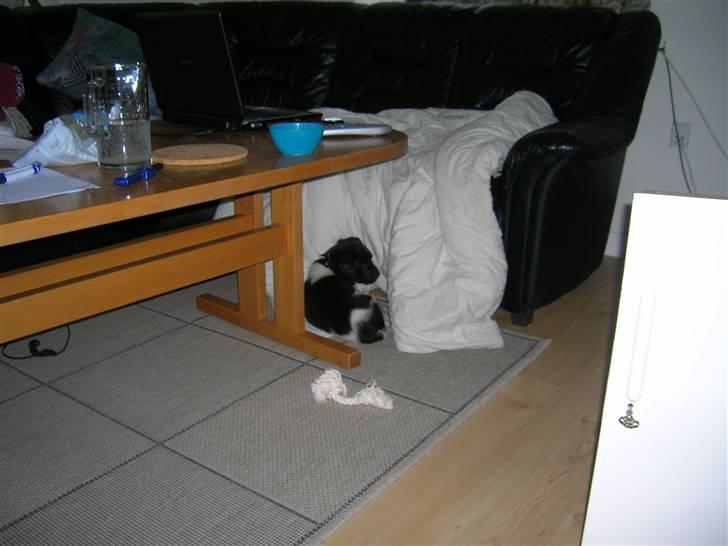 Kleiner münsterländer Riki  billede 6