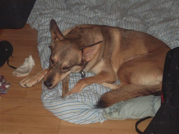 Blanding af racer Molly billede 2