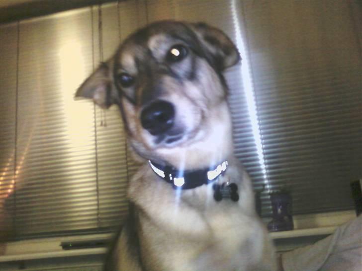 Blanding af racer Molly billede 3