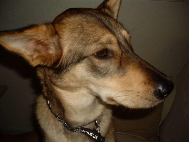 Blanding af racer Molly billede 4