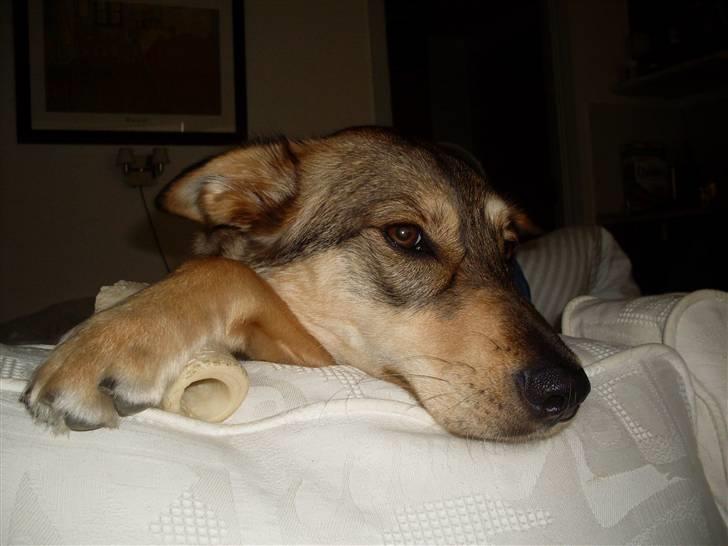 Blanding af racer Molly billede 5