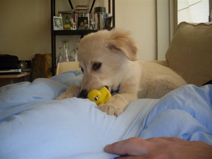 Blanding af racer Milo - Første dag med Milo, her var han begyndt at tø lidt op, og lege lidt :) billede 1