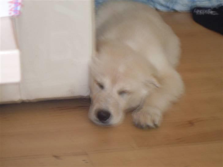 Blanding af racer Milo billede 2