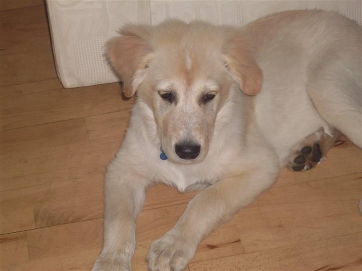 Blanding af racer Milo billede 3