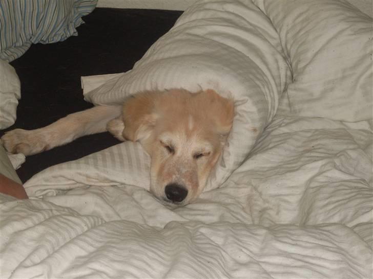 Blanding af racer Milo billede 4