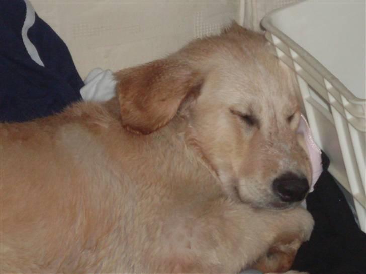 Blanding af racer Milo - Efter Milos første bad, ikke hans farvorit beskæftigelse ! billede 5