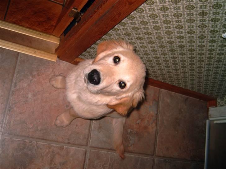 Golden retriever Diesel - nu er jeg blevt 24 uger og er bare en lille frækkert.. hihi  billede 10