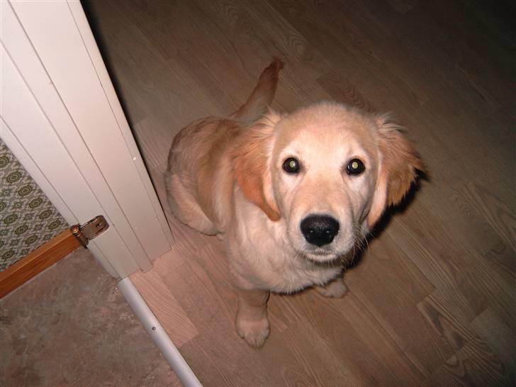 Golden retriever Diesel billede 11