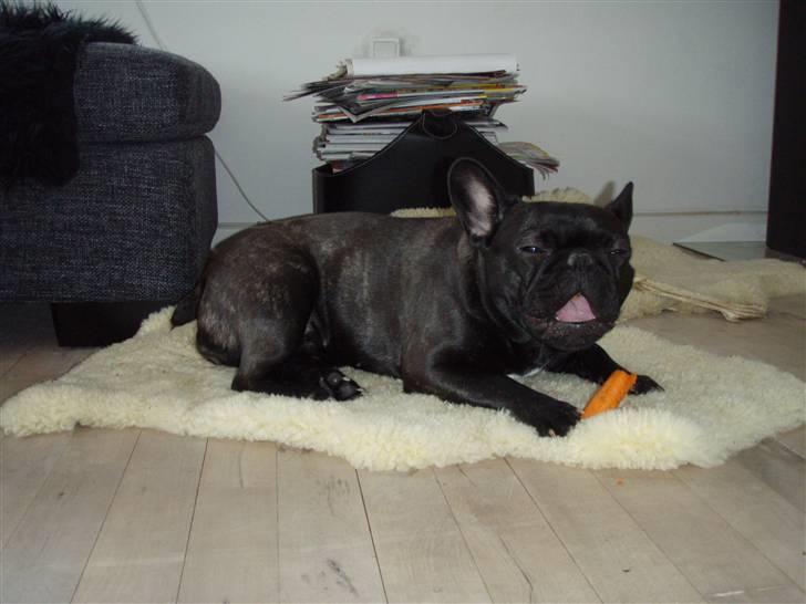 Fransk bulldog Valfers de Aimee (Kahlua) - Tænder?? skal man have det for at spise gulerod??  billede 19