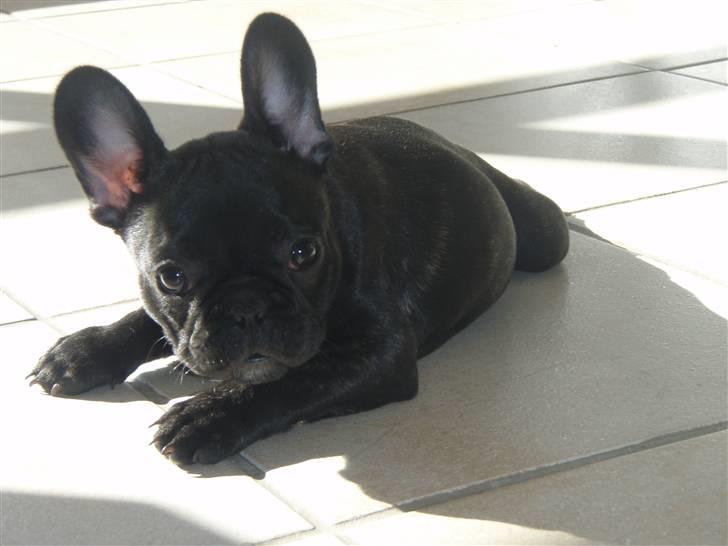 Fransk bulldog Valfers de Aimee (Kahlua) - Det er skønt at ligge i solen billede 20