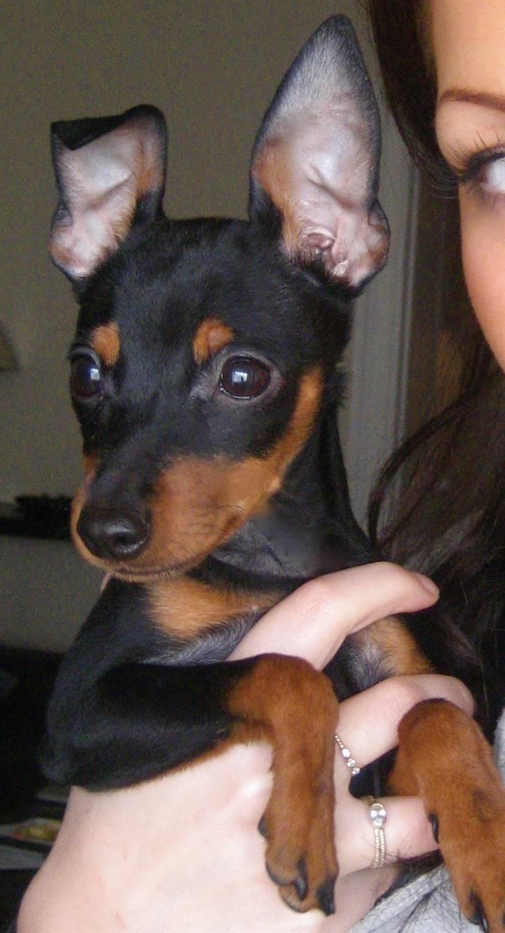 Dvaergpinscher Rødkildes Scirocco - Nu er mine øre endelig ved at rejse sig -jubii. billede 7