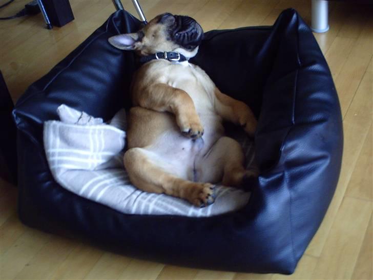 Fransk bulldog Oscar  - En lille lur i min sofa billede 4