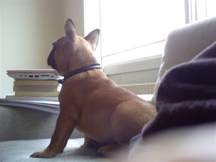 Fransk bulldog Oscar  - Oscar der ser TV ;o) billede 5