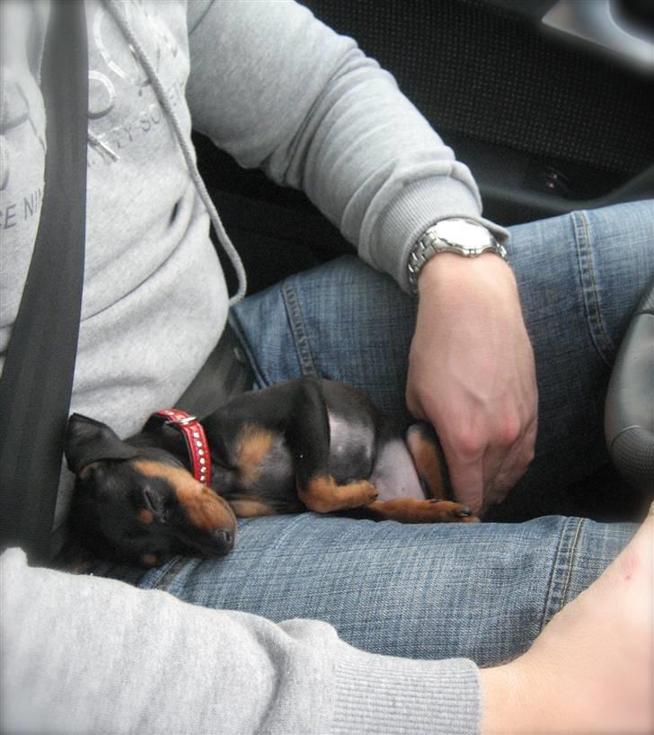 Dvaergpinscher Rødkildes Scirocco - Elsker at køre i bil billede 8