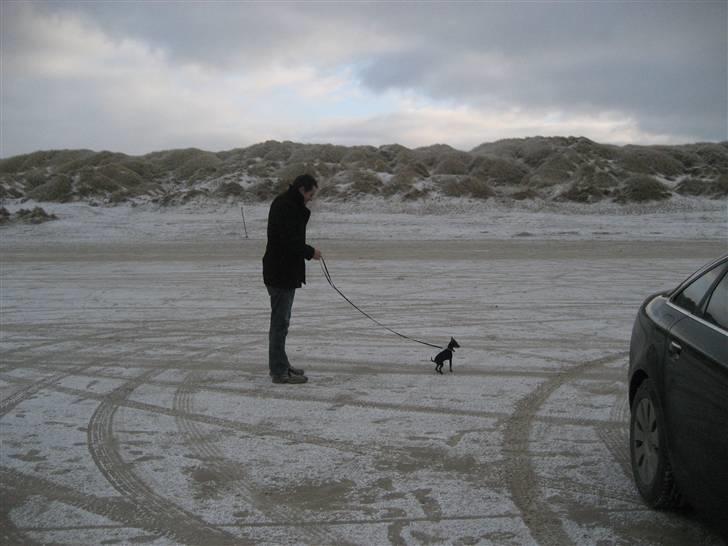 Dvaergpinscher Rødkildes Scirocco - På stranden med farmand billede 9