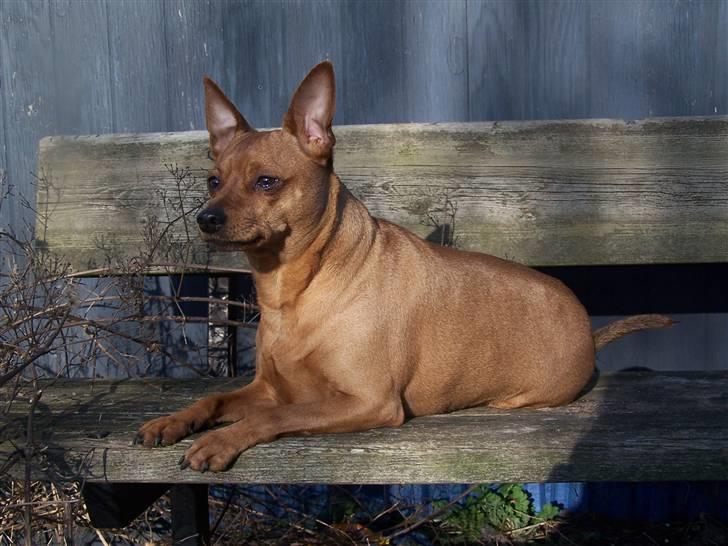 Dvaergpinscher lucky  - Har tabt sig lidt, men der er lang vej endu... billede 7