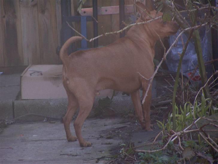 Dvaergpinscher lucky  - Mangler stadig en del kg billede 8