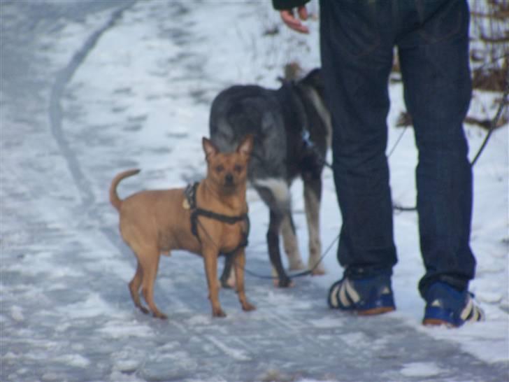 Dvaergpinscher lucky  - Det har hjulpet lidt, meeeeeeeen billede 9