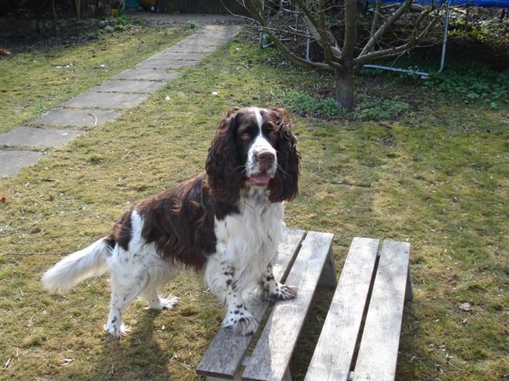 Engelsk springer spaniel Nemo  billede 20