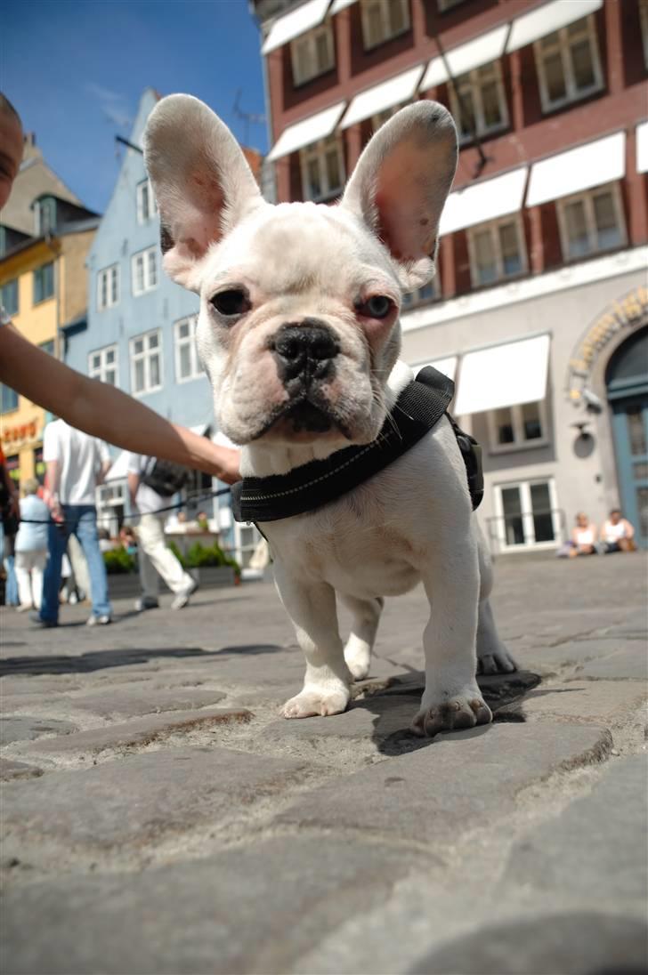 Fransk bulldog Bas Carlo **R.I.P.** billede 9