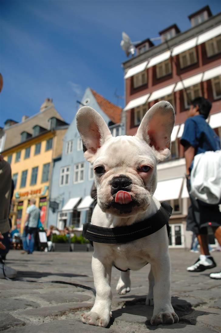 Fransk bulldog Bas Carlo **R.I.P.** billede 10