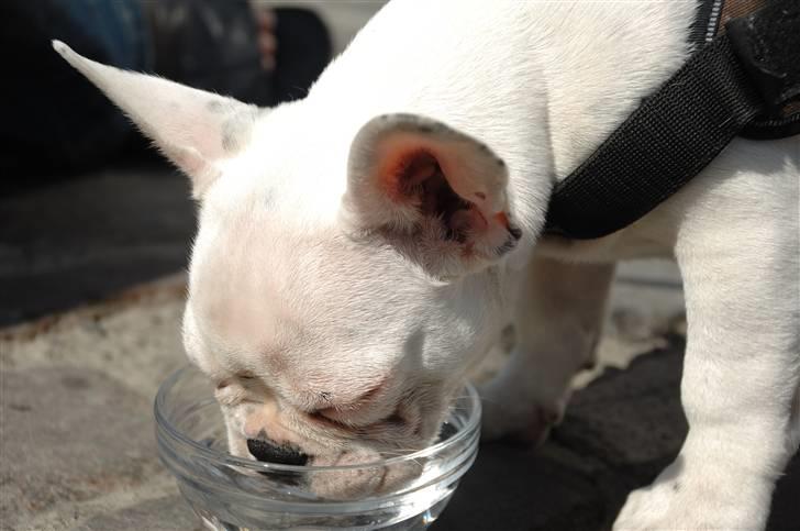 Fransk bulldog Bas Carlo **R.I.P.** billede 11