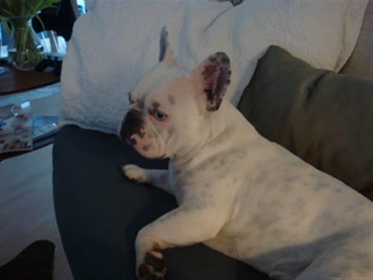 Fransk bulldog Bas Carlo **R.I.P.** billede 12