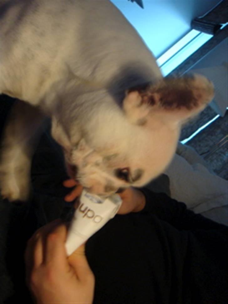 Fransk bulldog Bas Carlo **R.I.P.** billede 13