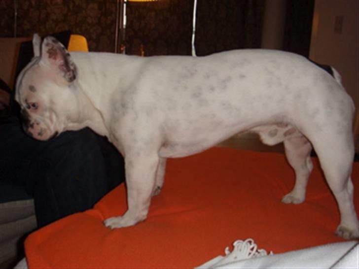 Fransk bulldog Bas Carlo **R.I.P.** billede 14