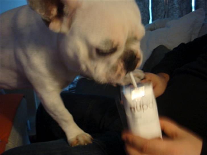 Fransk bulldog Bas Carlo **R.I.P.** billede 15