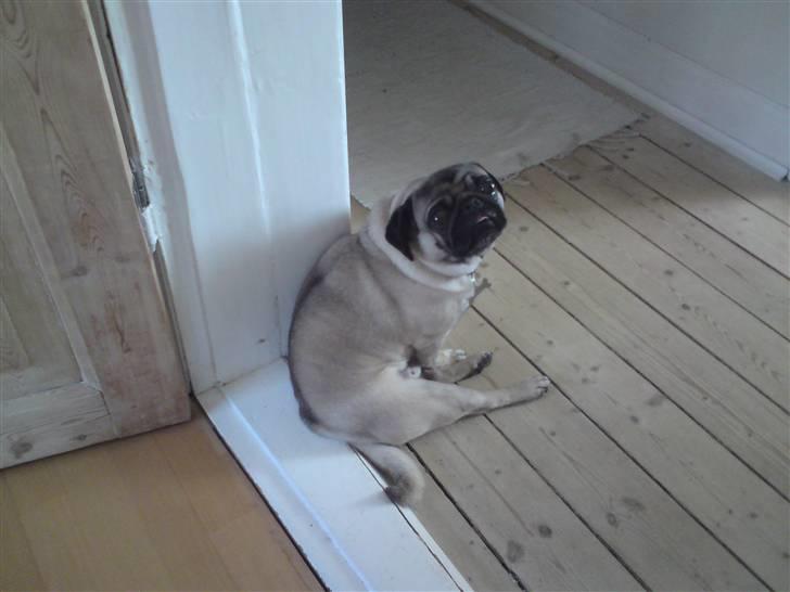 Mops Louis - Slapper lige af :D billede 16