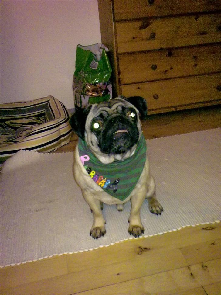 Mops Louis billede 17