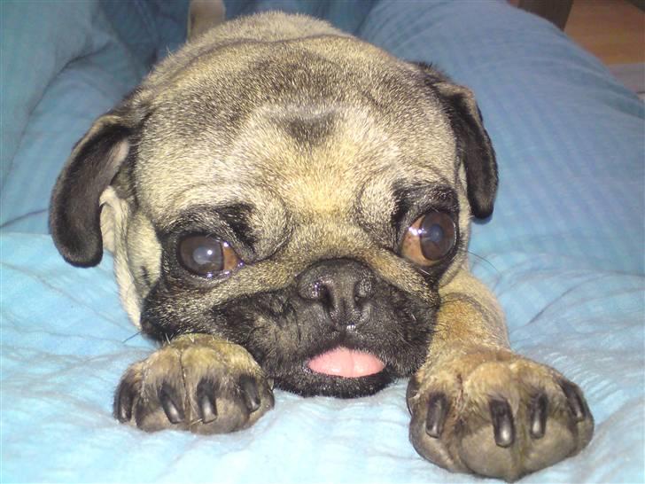 Mops Louis - Closeup! :D billede 18