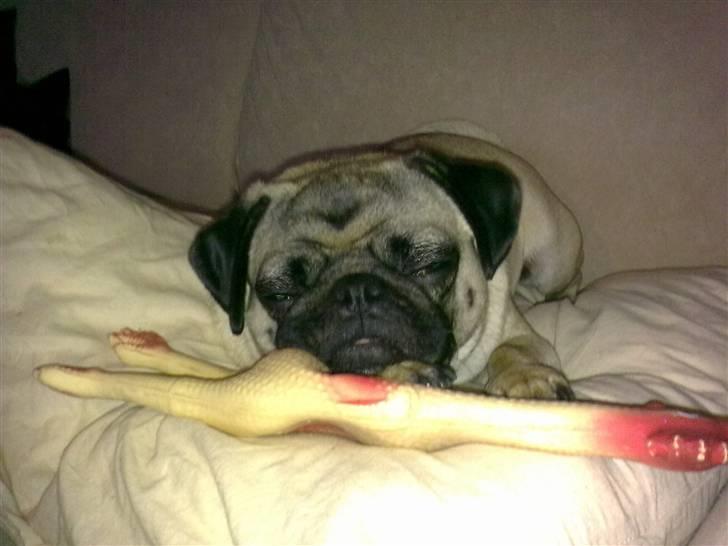 Mops Louis billede 19