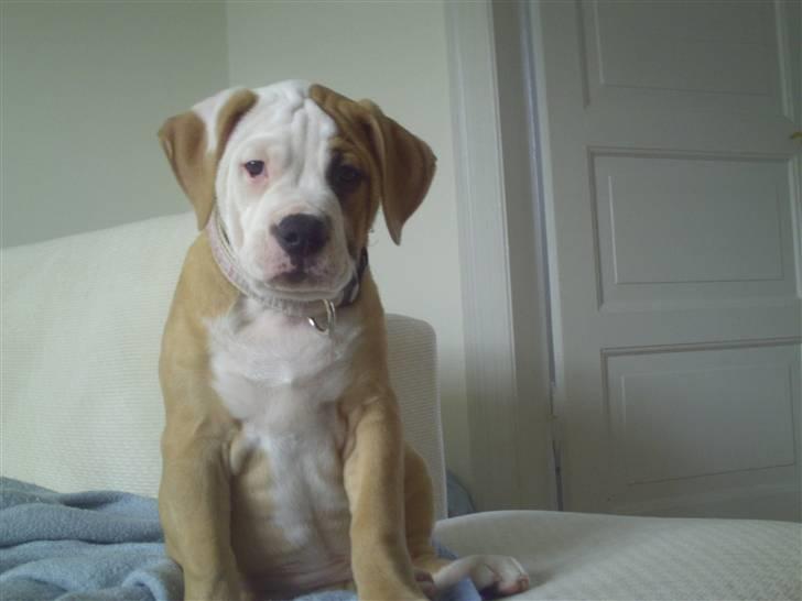 Amerikansk bulldog Cocoe billede 5