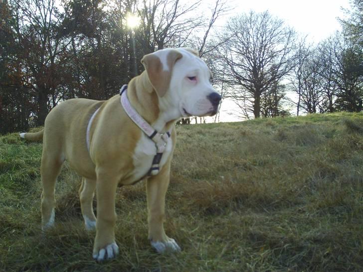 Amerikansk bulldog Cocoe billede 6