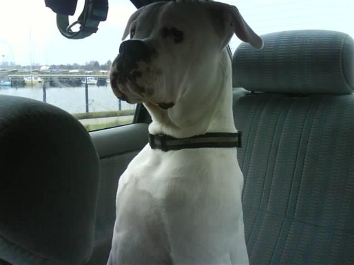 Amerikansk bulldog Tyson - sidste nye , her kigger jeg efter hende jeg normalt leger med ;) billede 18