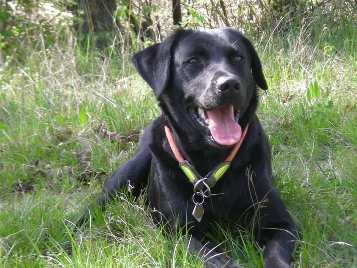 Labrador retriever Bella - en dejlig dag i solen mmmhhhh..... billede 14