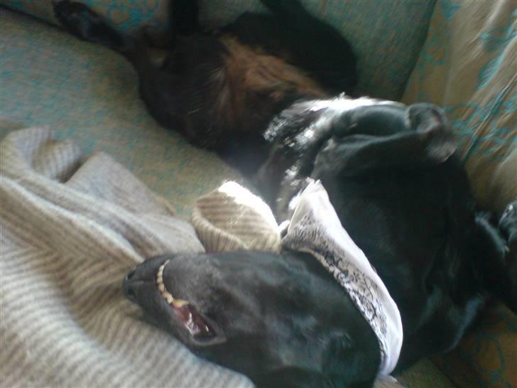 Labrador retriever Sally - smil ?  billede 16