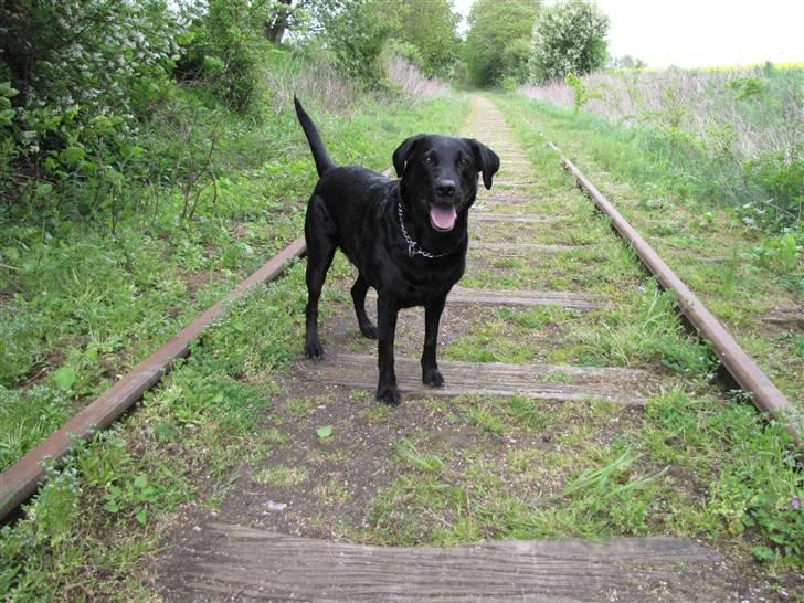 Labrador retriever Sally - elsker diig min skat. <3 billede 17