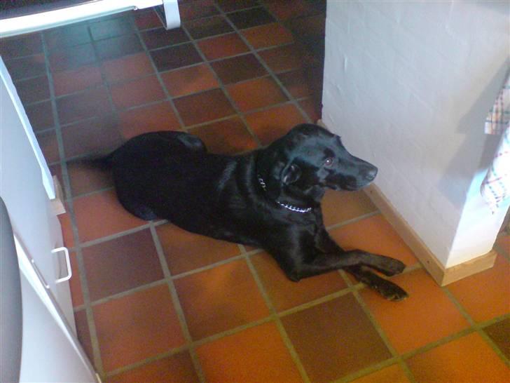 Labrador retriever Sally - sig mig, ? hmmpf, er der ikke mad til mig.. xD billede 18