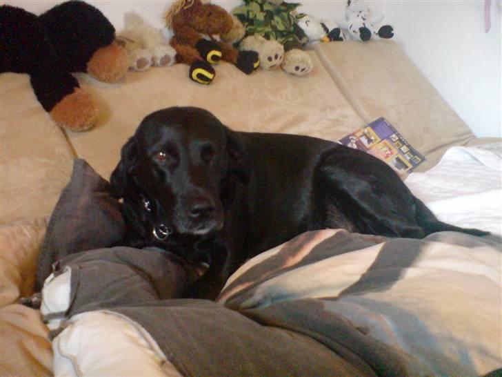 Labrador retriever Sally - tar´ lige en slapper i min seng.. (^^.) billede 19