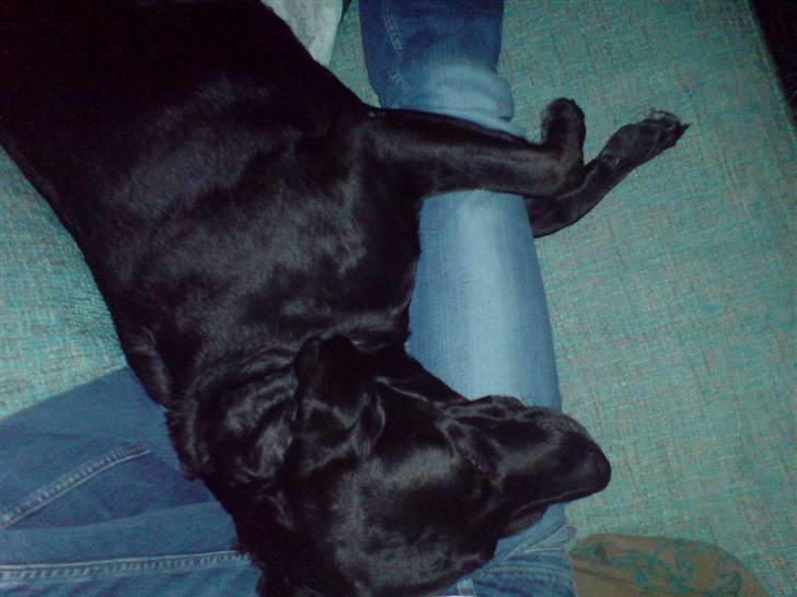 Labrador retriever Sally - nuer, hun krammer lige mit, ( det var da jeg var syg.. ) ,, ;D billede 20
